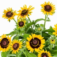 Uzman Bahçıvan 3QT Sarı Rudbeckia Dekoratif Saksılı Tam Güneş Canlı Bitkiler