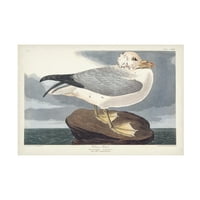 John James Audubon 'Fulmar Petral' Tuval Sanatı