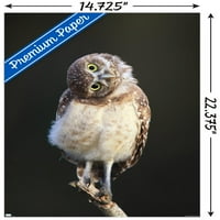 Meraklı Burrowing Owlet Duvar Posteri, 14.725 22.375