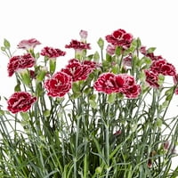 Uzman Bahçıvan 1.5G Çok Renkli Dianthus Yetiştirici Saksılı Canlı Bitkiler