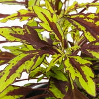Daha iyi Evler ve Bahçeler 1PT Çok Renkli Coleus Yetiştirici Saksılı Yıllık Canlı Bitkiler