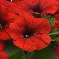 Feribot-Mors Dikimleri Canlı Bebek Bitkileri Petunya E Kolay Dalga Kırmızı Yayılan Tam Güneş 1-3 inç., 6'lı Paket
