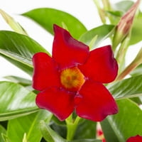 Ada Çiçek Açar QT Kırmızı Mandevilla Yetiştirici Saksılı Canlı Bitkiler