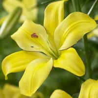 Van Zyverden Zambak Sarı Cocotte Ampul Seti Sarı Kısmi Güneş Çok Yıllık Geyiğe Dayanıklı lb