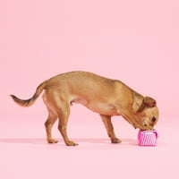 Barker's Dozen Donuts Köpek Oyuncağı - Oyuncakta Çok Parçalı Özellikler, Küçük Köpeklere Xs