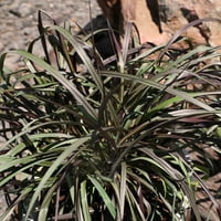 Altman Plants'tan Yalnız Yıldız Yetiştiricileri 2Gal Pennisetum Siyah Çoraplar Canlı Bitki