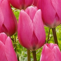 Van Zyverden Tulip Pink, Darwin Hybrid Jumbo, Uyuyan Çiçek Soğanları, Tam Güneş, Pembe, Yıllık