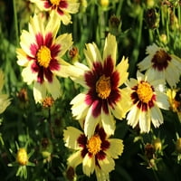 Daha iyi Evler ve Bahçeler Açık Canlı Bitki Otsu Süs Bitkisi Kene Tohumu Süper Yıldız Sarı 2.5QT, Tam Güneş