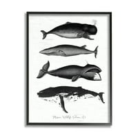 Stupell Industries Deniz Yaban Hayatı Balinaları Çizimler Diyagramı Yıpranmış Desen Grafik Sanatı Siyah Çerçeveli