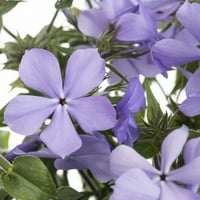 Daha İyi Evler ve Bahçeler 2.5QT Mavi Phlo Canlı Bitkiler, Yetiştirici Saksılı