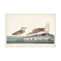 John James Audubon 'Wilsons Plover' Tuval Sanatı