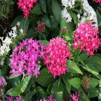 Uzman Bahçıvan Açık Canlı Bitki Pentas 12 -18 boyunda, 1,5gal Saksı