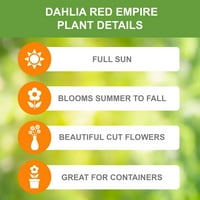 Bahçe Devlet Ampul Dahlia Kırmızı imparatorluğu, Canlı Çiçek Yumruları
