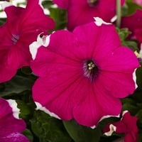 Uzman Bahçıvan 1. Galon Çok Renkli - Mi Petunya Yıllık Canlı Bitki 1-Asılı Sepetli Sayım