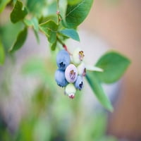 Uzman Bahçıvan 2.5QT Yaban Mersini Elliott Küçük Meyve Tam Güneş Canlı Bitkiler Mavi