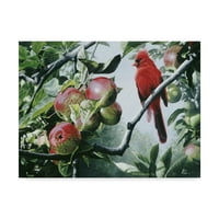 Ticari Marka Güzel Sanatlar 'Kardinal ve Elmalar' Ron Parker'ın Tuval Sanatı