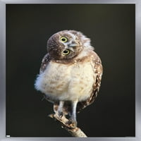 Meraklı Burrowing Owlet Duvar Posteri, 22.375 34 Çerçeveli