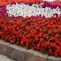 Uzman Bahçıvan 1PT Impatiens Beacon Seçin Mi Çeşitli Çeşitli Renkler Yıllık Canlı Bitki