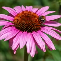 Van Zyverden Ekinezya Purpurea Uykuda Çıplak Bitki Kökü Tam Güneş; 6 + Saat, Mor