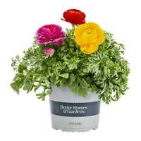 Better Homes & Gardens Quart Çok Renkli Mi Ranunculus Yıllık Canlı Bitki Yetiştirici Saksılı 5'li